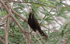 Cercotrichas podobe