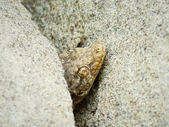 Mediodactylus heterocercus