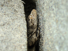 Mediodactylus heterocercus