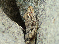 Mediodactylus heterocercus