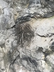Cathartiformes