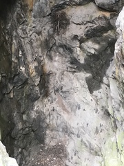 Cathartiformes
