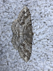 Melanolophia imitata