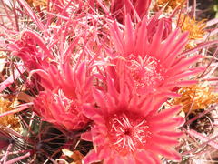 Ferocactus gracilis coloratus