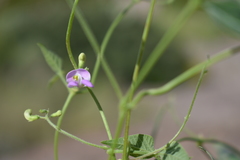 Phaseolus acutifolius