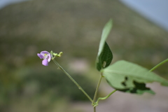 Phaseolus acutifolius