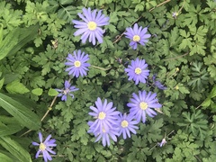 Anemonoides apennina