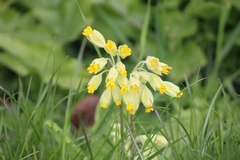 Primula veris