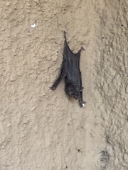 Emballonuridae