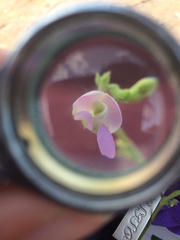 Phaseolus acutifolius