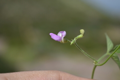 Phaseolus acutifolius