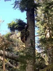 Arceuthobium tsugense