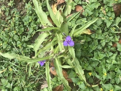 Tradescantia subacaulis
