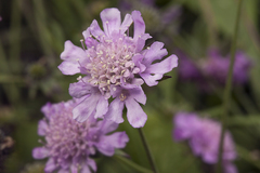 Scabiosa japonica