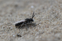Andrena barbilabris