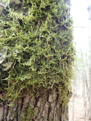 Neckera pennata image