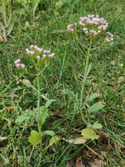 Centranthus calcitrapae