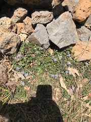 Ceanothus prostratus