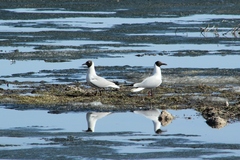 Chroicocephalus ridibundus