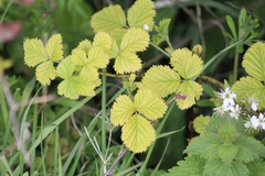 Rubus caesius