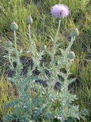 Cirsium undulatum undulatum