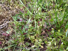 Cerastium semidecandrum