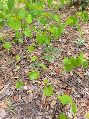 Cnidoscolus stimulosus image