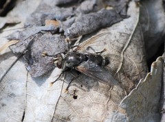 Tachinomyia