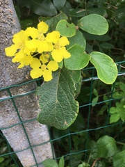 Peixotoa catarinensis