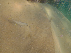 Caranx