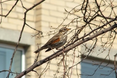 Turdus iliacus