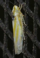 Erythridula noeva
