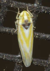 Erythridula noeva