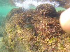 Abudefduf declivifrons