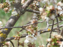 Curruca cantillans albistriata