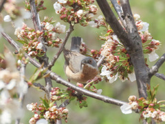 Curruca cantillans albistriata