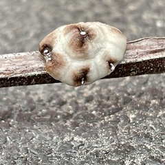 Ceroplastes cirripediformis