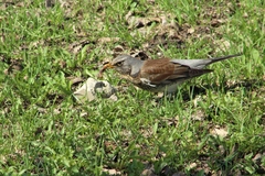 Turdus pilaris