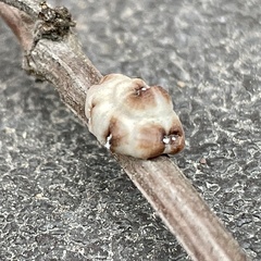 Ceroplastes cirripediformis