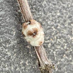 Ceroplastes cirripediformis