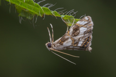 Paracataclysta fuscalis