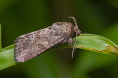 Spodoptera pecten