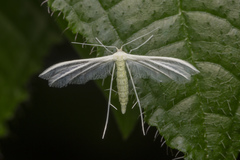 Pterophorus lacteipennis