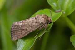 Spodoptera pecten