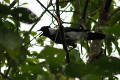 Cyanocorax violaceus