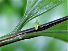 Felisacus elegantulus