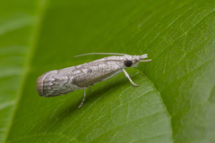 Culladia hastiferalis