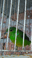 Chlorophonia occipitalis