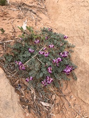 Astragalus desperatus