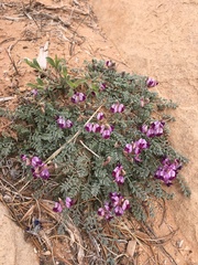 Astragalus desperatus